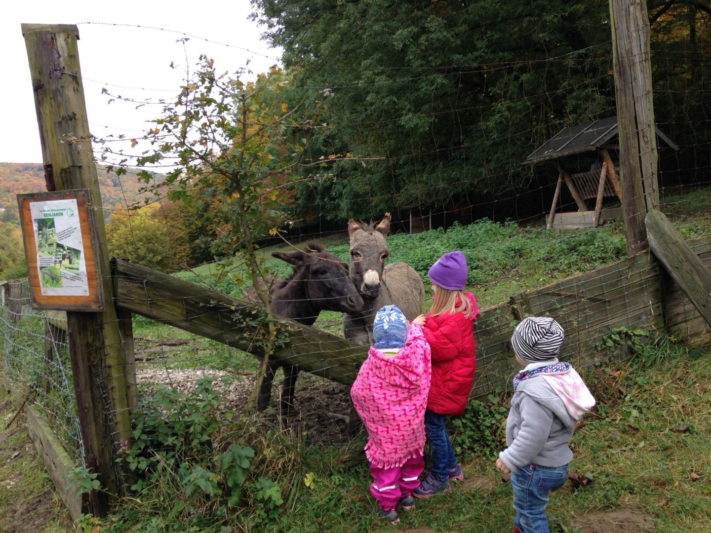 Neben Attraktionen fr die BesucherInnen im Naturpark Purkersdorf arbeitete Date Pfad Aussichtswarte auf der Rudolfshhe Josef Schffel-Gedenkstein Naturpark Purkersdorf | Biosphrenpark Wienerwald